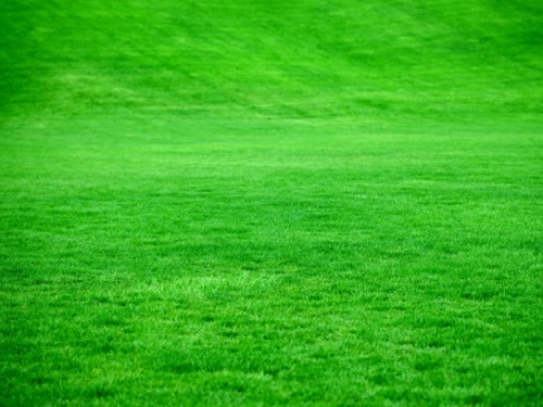 lawnmowing and nice grass